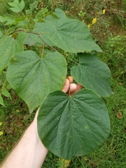 Cercis canadensis
