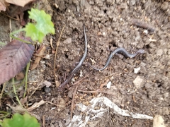 Plethodontidae