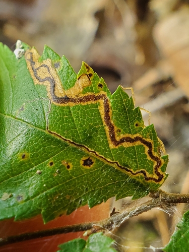 Stigmella apicialbella photo 2