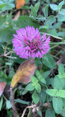 Trifolium pratense