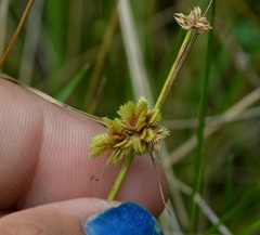 Cyperus acuminatus