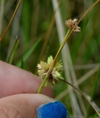 Cyperus acuminatus