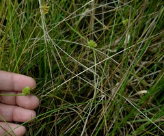 Cyperus acuminatus