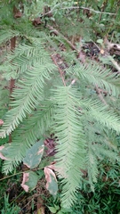 Taxodium
