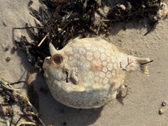 Ornate Cowfish photo 5