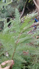 Taxodium