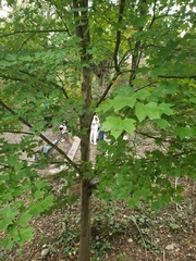 Acer rubrum