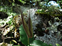 Asclepias otarioides