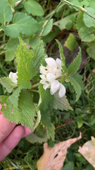 Lamium album