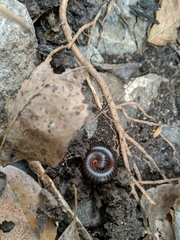 Narceus americanus
