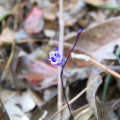 Apteria aphylla