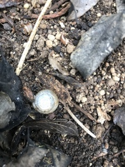 Gastropoda
