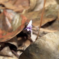 Apteria aphylla
