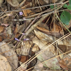 Apteria aphylla
