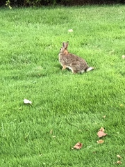Sylvilagus floridanus