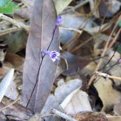 Apteria aphylla