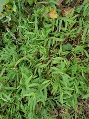 Microstegium vimineum