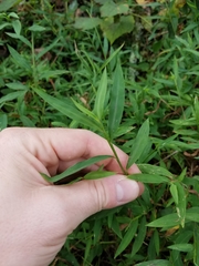Microstegium vimineum