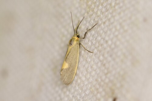 Lead-colored Lichen Moth photo 6