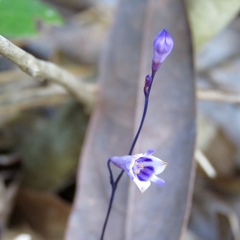 Apteria aphylla
