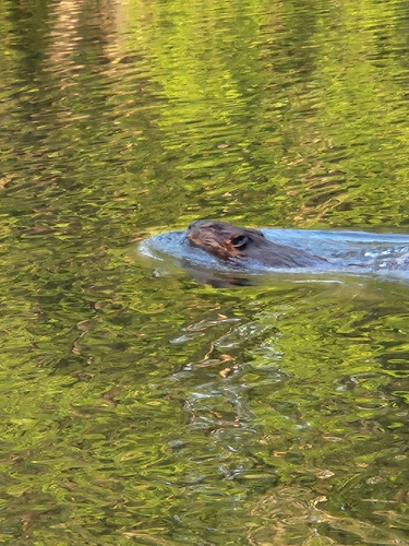 American Beaver photographed in Massachusetts