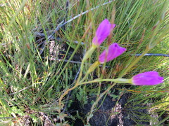 Chironia jasminoides