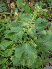 Perilla frutescens