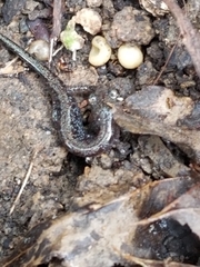 Plethodon dorsalis