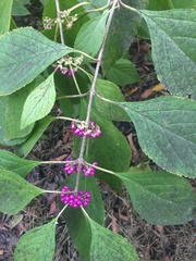 Callicarpa americana