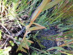 Chironia jasminoides