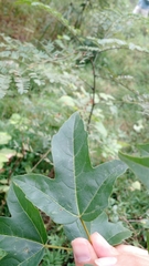 Acer
