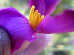 Chironia jasminoides