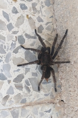 Aphonopelma seemanni