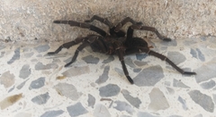 Aphonopelma seemanni