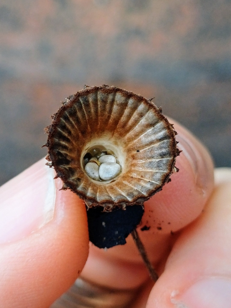 Cyathus striatus · July 2025 · photo: © steviakiwi23 (iNaturalist, cc0)