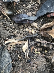Plethodontidae