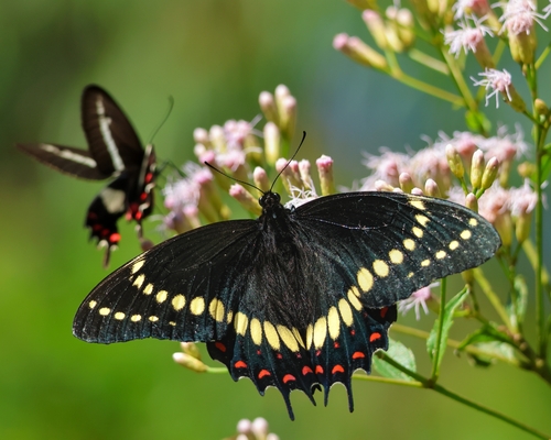 Scamander Swallowtail