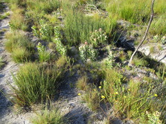 Leucospermum winteri