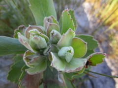 Leucospermum winteri