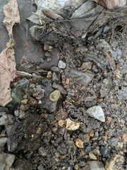 Nerodia sipedon