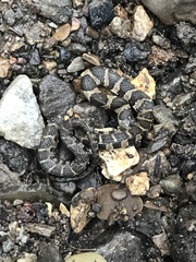 Nerodia sipedon