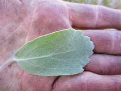 Leucospermum winteri