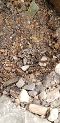 Nerodia sipedon