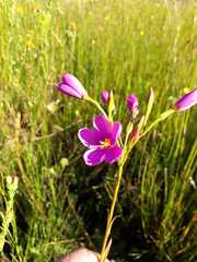 Chironia jasminoides