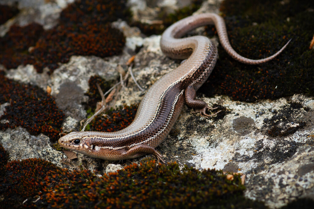 Coal Skink
