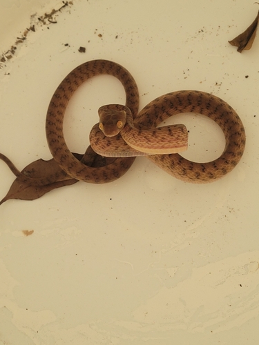 Brown Tree Snake sighting