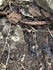 Plethodon ventralis