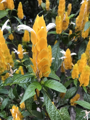 golden shrimp plant