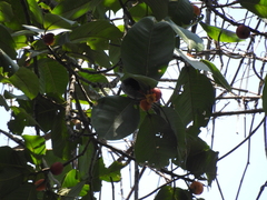 Ficus drupacea