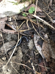 Plethodon ventralis